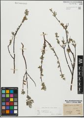 Foto von Salix repens subsp. incubacea (L.) A. Neumann